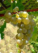 Sauvignontraube